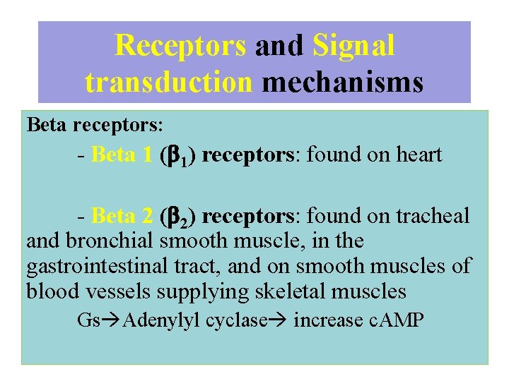 Receptors and Signal transduction mechanisms Beta receptors: - Beta 1 ( 1) receptors: found