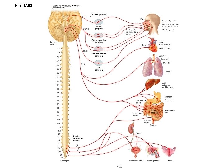 Fig. 17. 03 