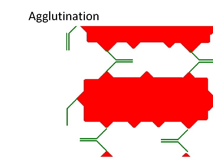 Agglutination 