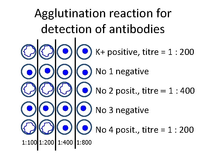 Agglutination reaction for detection of antibodies K+ positive, titre = 1 : 200 No