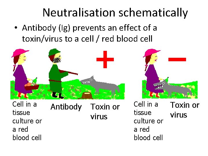 Neutralisation schematically • Antibody (Ig) prevents an effect of a toxin/virus to a cell