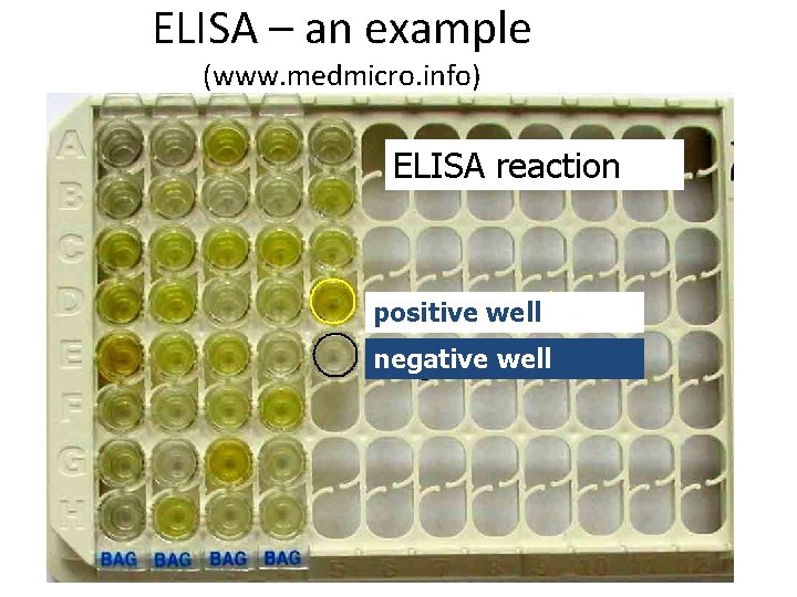 ELISA – an example (www. medmicro. info) ELISA reaction positive well negative well 