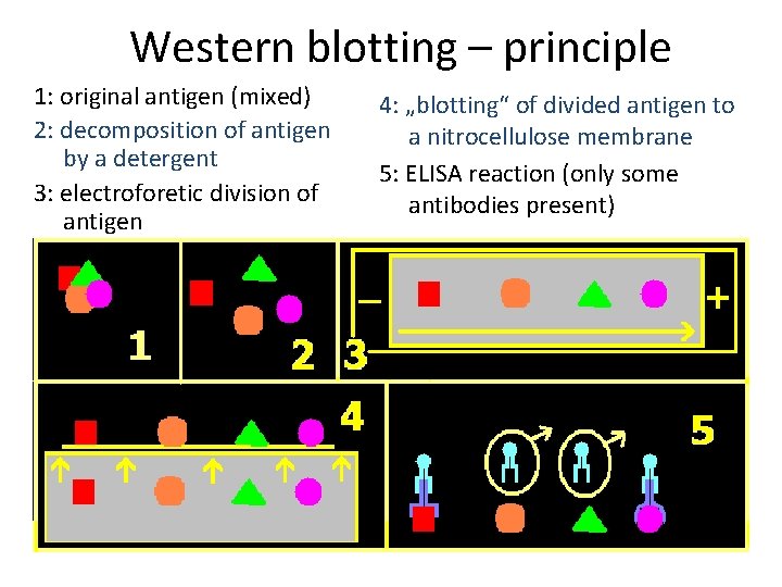 Western blotting – principle 1: original antigen (mixed) 2: decomposition of antigen by a