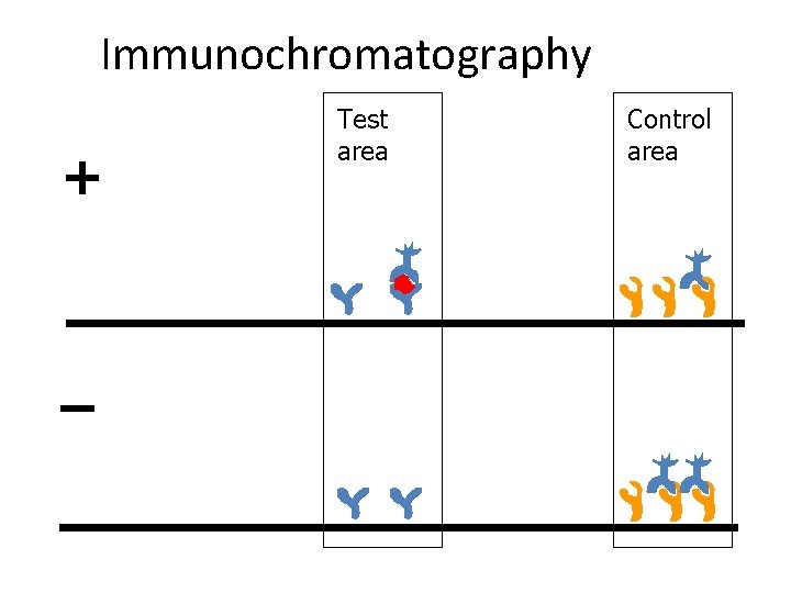 Immunochromatography + – Test area Control area 