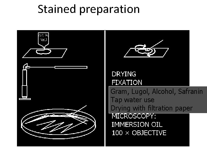 Stained preparation Gram, Lugol, Alcohol, Safranin Tap water use Drying with filtration paper 
