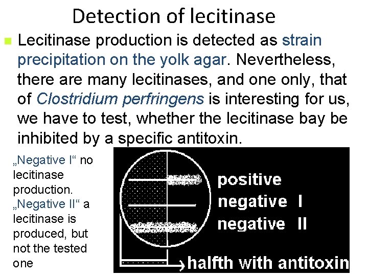 Detection of lecitinase n Lecitinase production is detected as strain precipitation on the yolk