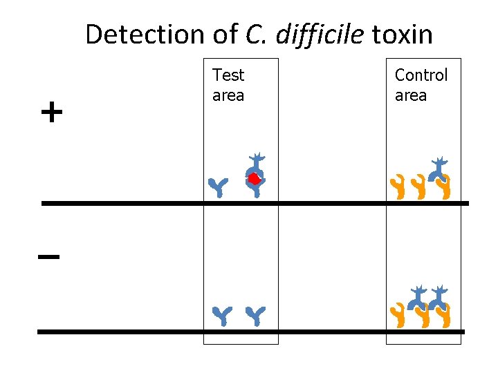 Detection of C. difficile toxin + – Test area Control area 