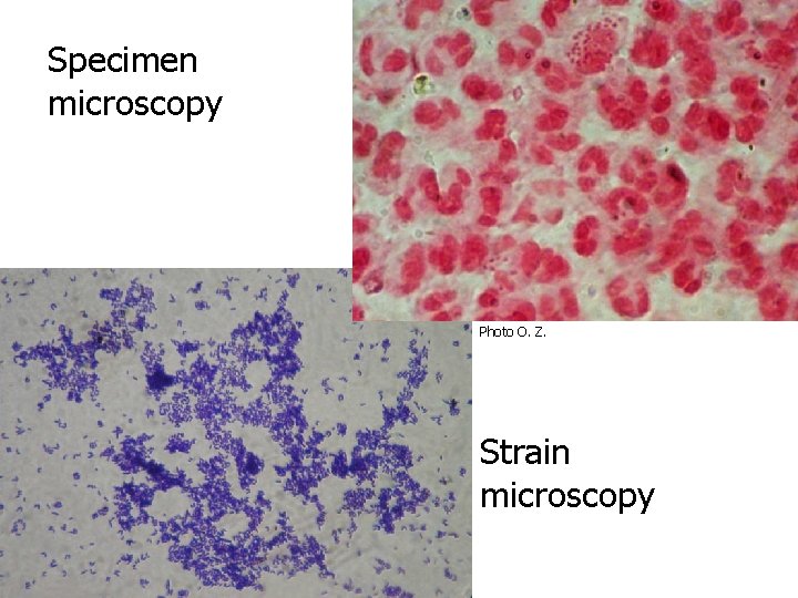 Specimen microscopy Photo O. Z. Strain microscopy 