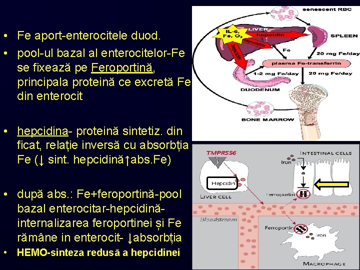  • Fe aport-enterocitele duod. • pool-ul bazal al enterocitelor-Fe se fixează pe Feroportină,