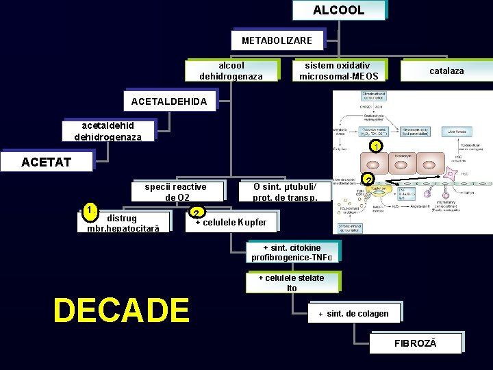 ALCOOL METABOLIZARE alcool dehidrogenaza sistem oxidativ microsomal-MEOS catalaza ACETALDEHIDA acetaldehidrogenaza 1. ACETAT specii reactive