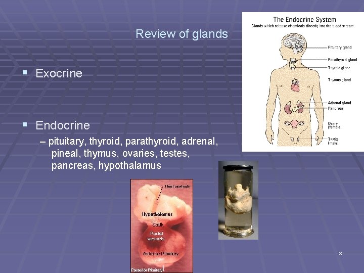 Review of glands § Exocrine § Endocrine – pituitary, thyroid, parathyroid, adrenal, pineal, thymus,