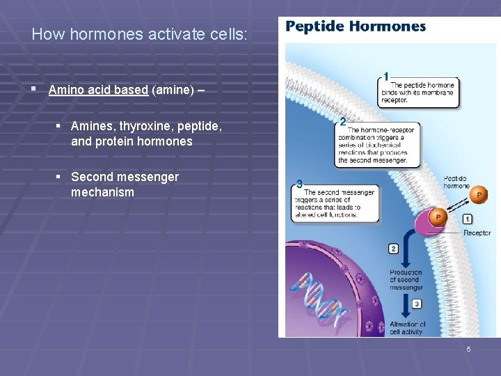 How hormones activate cells: § Amino acid based (amine) – § Amines, thyroxine, peptide,