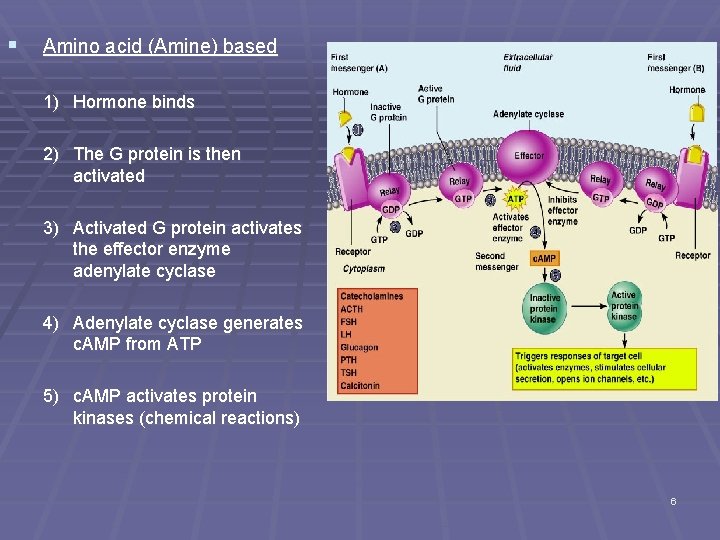 § Amino acid (Amine) based 1) Hormone binds 2) The G protein is then