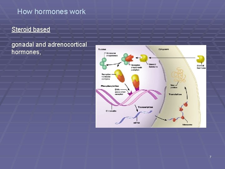 How hormones work Steroid based gonadal and adrenocortical hormones, 7 