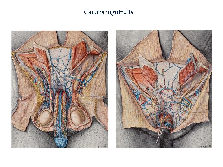 Canalis inguinalis 