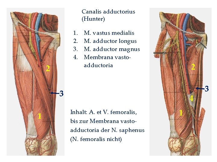 Canalis adductorius (Hunter) 1. 2. 3. 4. 2 M. vastus medialis M. adductor longus