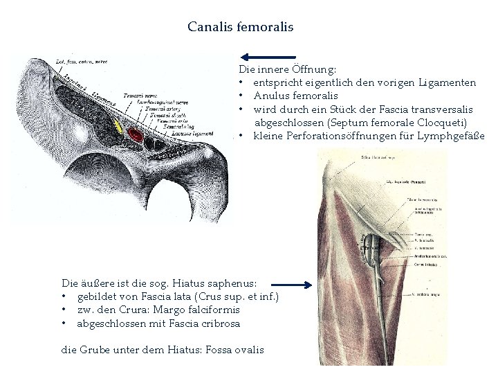 Canalis femoralis Die innere Öffnung: • entspricht eigentlich den vorigen Ligamenten • Anulus femoralis