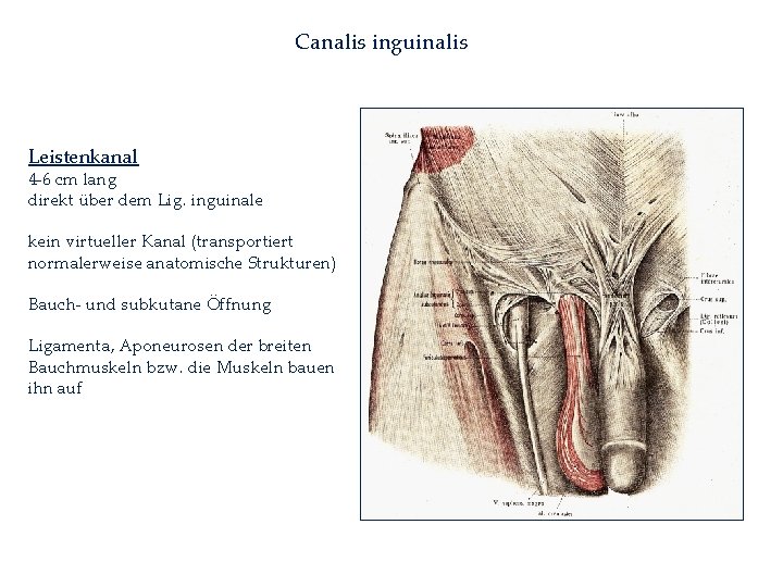 Canalis inguinalis Leistenkanal 4 -6 cm lang direkt über dem Lig. inguinale kein virtueller