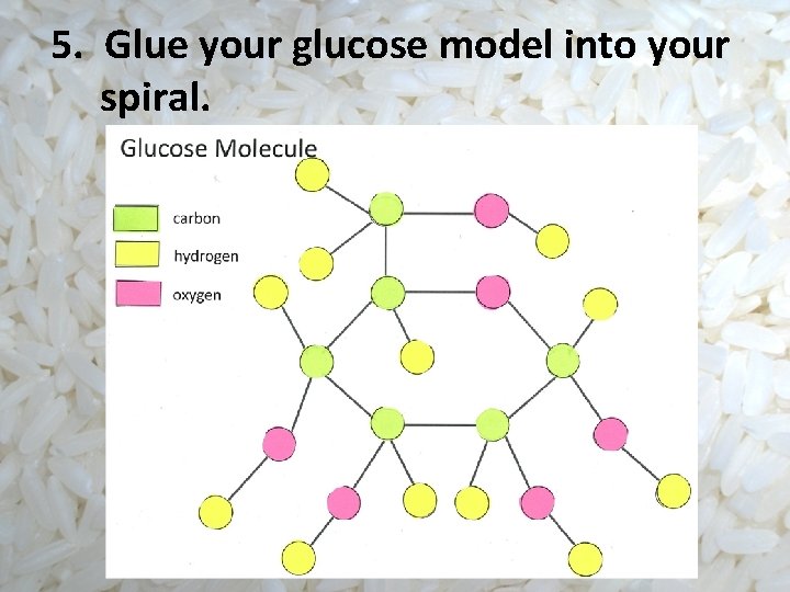 5. Glue your glucose model into your spiral. 