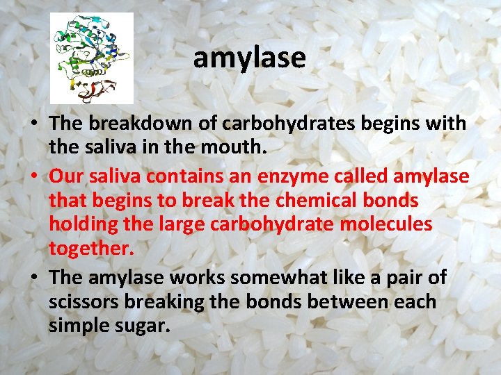 amylase • The breakdown of carbohydrates begins with the saliva in the mouth. •