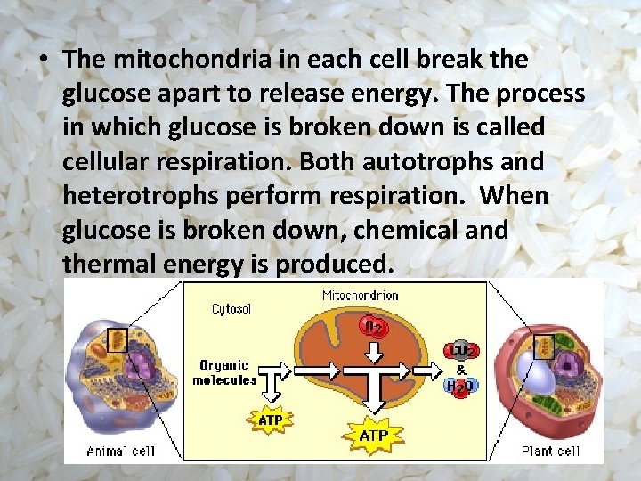  • The mitochondria in each cell break the glucose apart to release energy.