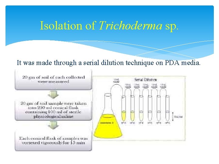 Isolation of Trichoderma sp. It was made through a serial dilution technique on PDA