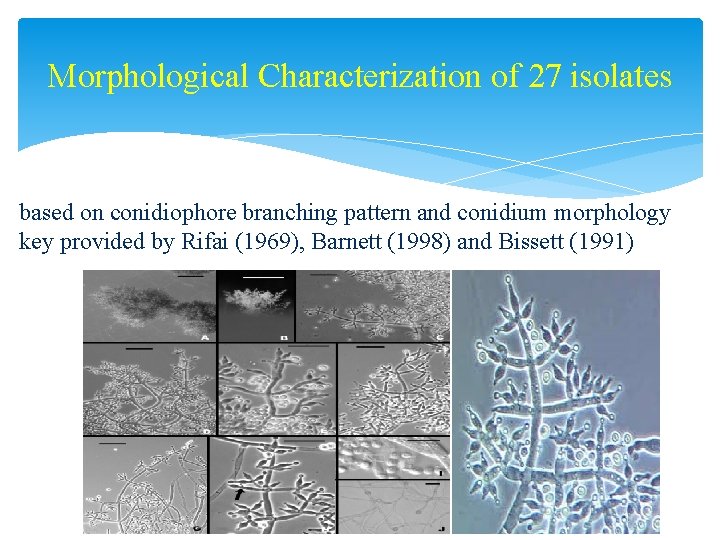 Morphological Characterization of 27 isolates based on conidiophore branching pattern and conidium morphology key