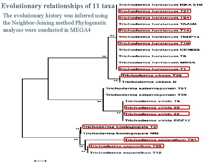 Evolutionary relationships of 11 taxa The evolutionary history was inferred using the Neighbor-Joining method