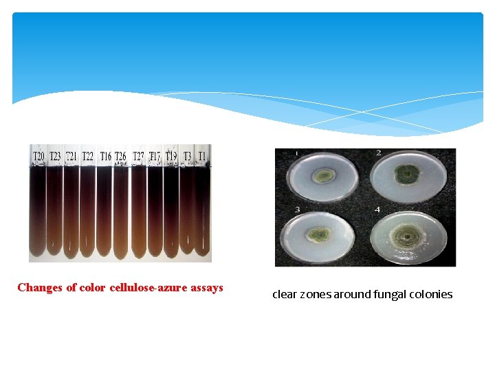 Changes of color cellulose-azure assays clear zones around fungal colonies 