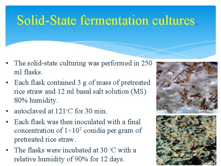 Solid-State fermentation cultures. • The solid-state culturing was performed in 250 ml flasks. •