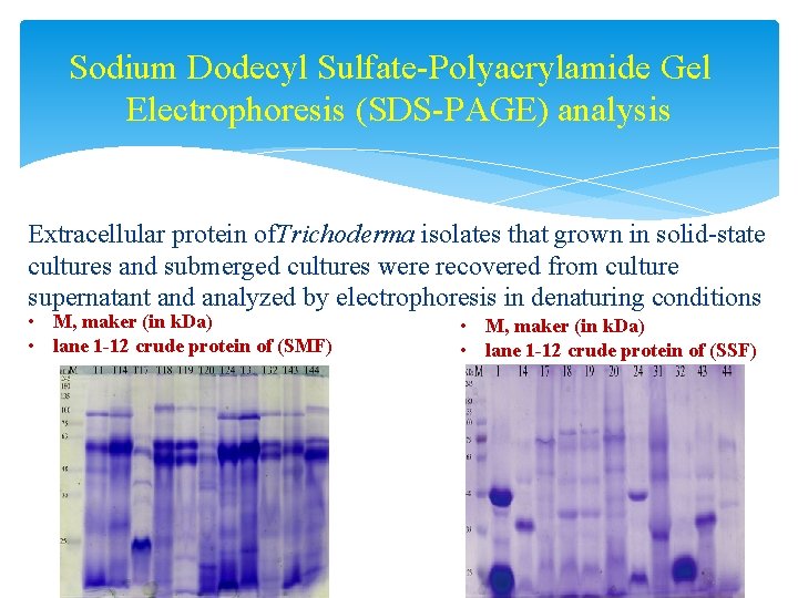 Sodium Dodecyl Sulfate-Polyacrylamide Gel Electrophoresis (SDS-PAGE) analysis Extracellular protein of. Trichoderma isolates that grown
