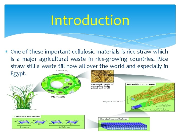 Introduction One of these important cellulosic materials is rice straw which is a major