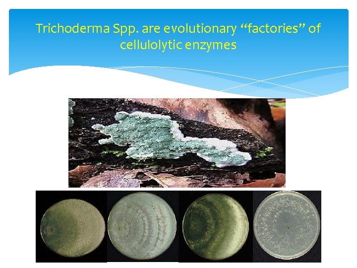 Trichoderma Spp. are evolutionary “factories” of cellulolytic enzymes 