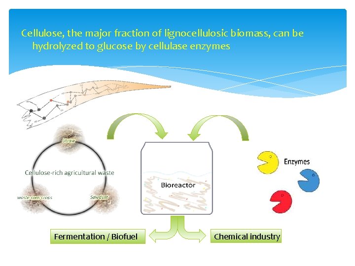 Cellulose, the major fraction of lignocellulosic biomass, can be hydrolyzed to glucose by cellulase