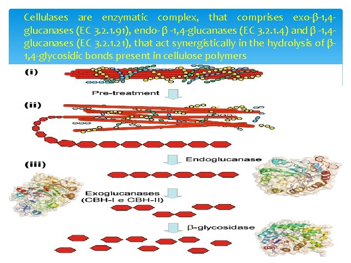 Cellulases are enzymatic complex, that comprises exo-β-1, 4 glucanases (EC 3. 2. 1. 91),