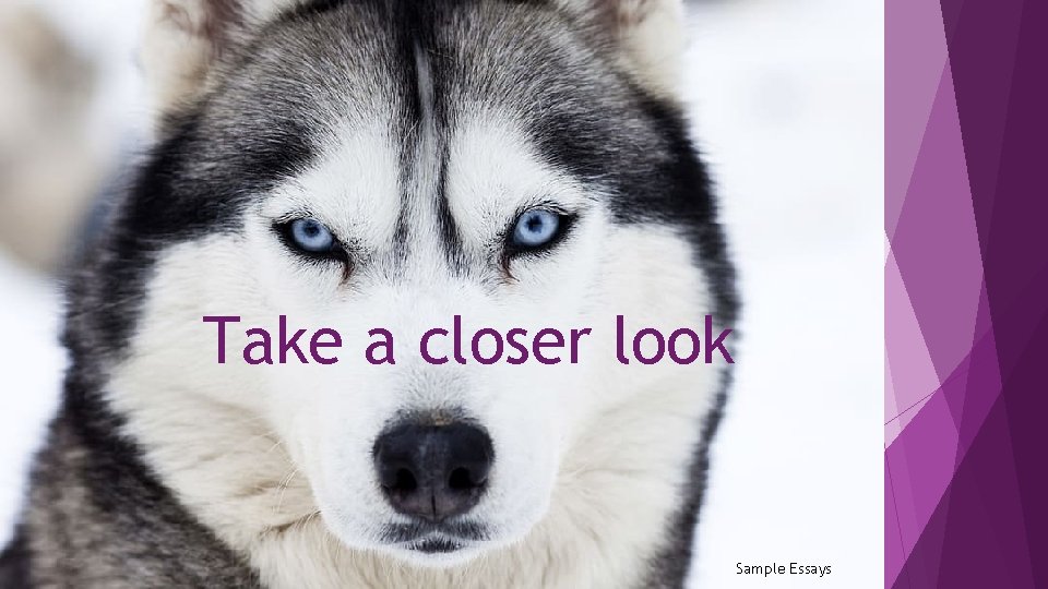 Take a closer look Sample Essays 