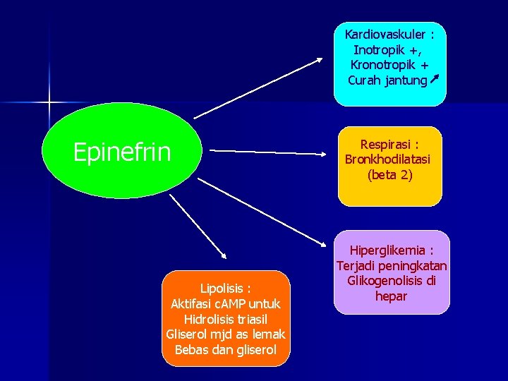 Kardiovaskuler : Inotropik +, Kronotropik + Curah jantung Epinefrin Lipolisis : Aktifasi c. AMP