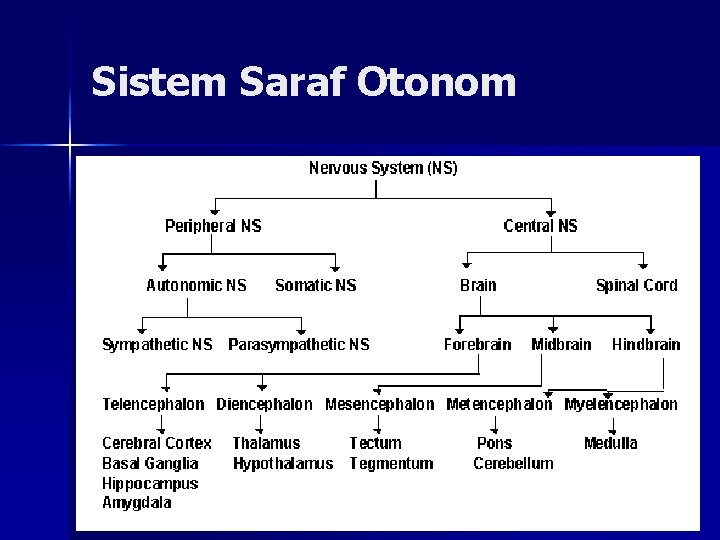 Sistem Saraf Otonom 