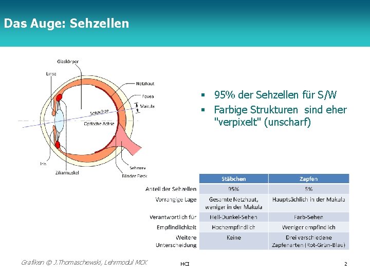 Das Auge: Sehzellen TFH Berlin § 95% der Sehzellen für S/W § Farbige Strukturen
