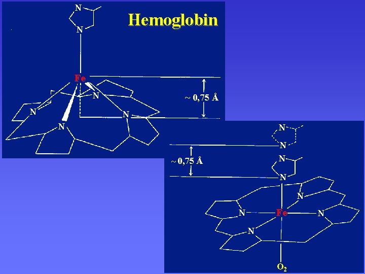 N Hemoglobin N Fe N N ~ 0, 75 Å N N Fe N