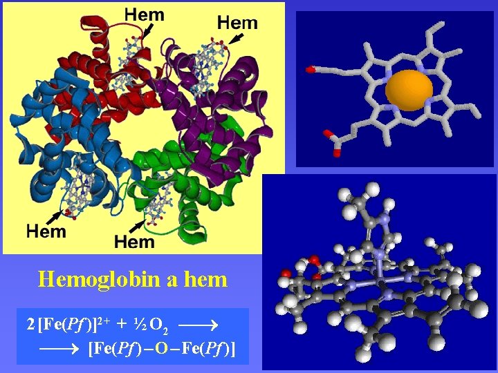Hemoglobin a hem 2 [Fe(Pf )]2+ + ½ O 2 [Fe(Pf ) – O