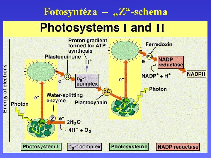 Fotosyntéza – „Z“-schema 