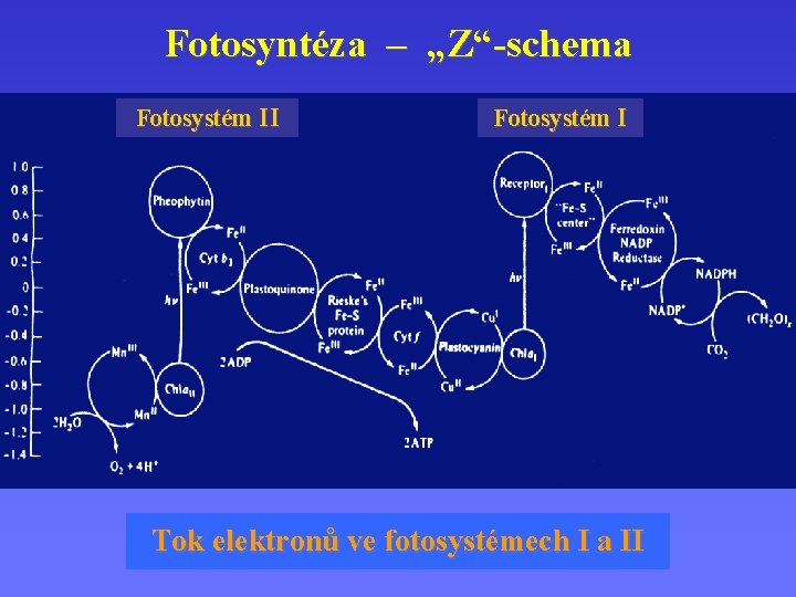 Fotosyntéza – „Z“-schema Fotosystém II Fotosystém I Tok elektronů ve fotosystémech I a II