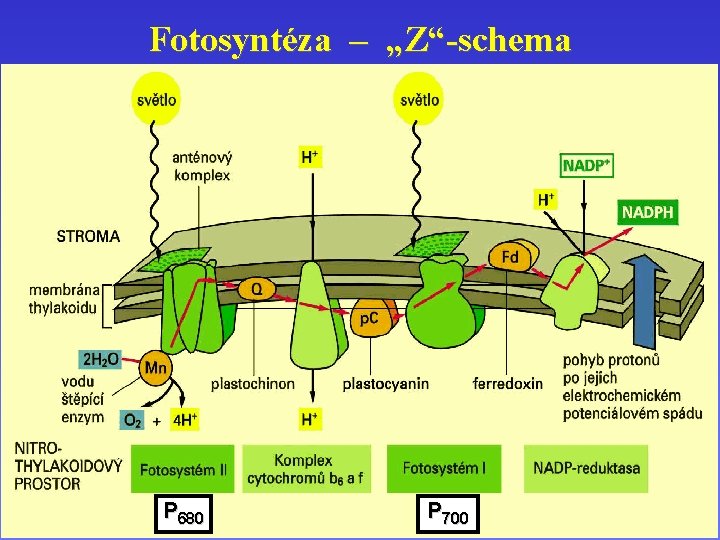 Fotosyntéza – „Z“-schema P 680 P 700 