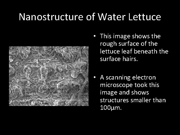 Nanostructure of Water Lettuce • This image shows the rough surface of the lettuce