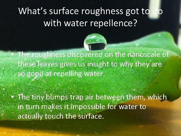 What’s surface roughness got to do with water repellence? • The roughness discovered on