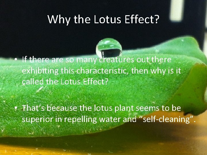 Why the Lotus Effect? • If there are so many creatures out there exhibiting