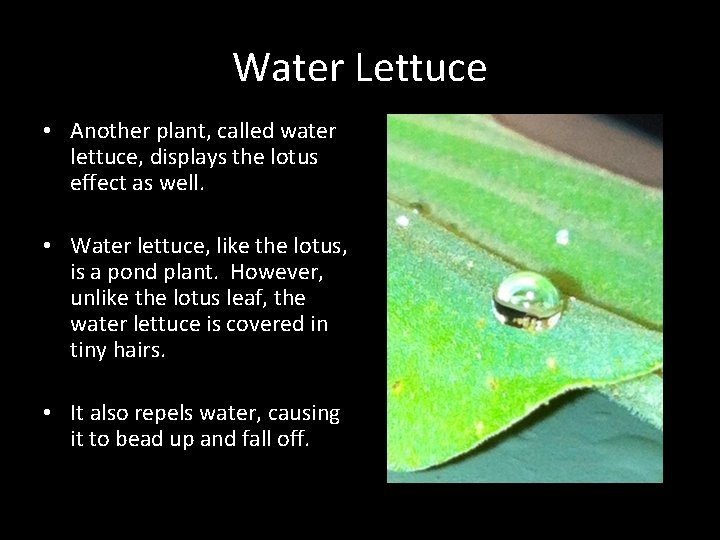 Water Lettuce • Another plant, called water lettuce, displays the lotus effect as well.