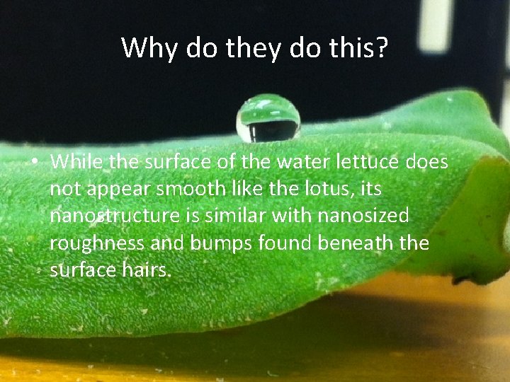 Why do they do this? • While the surface of the water lettuce does