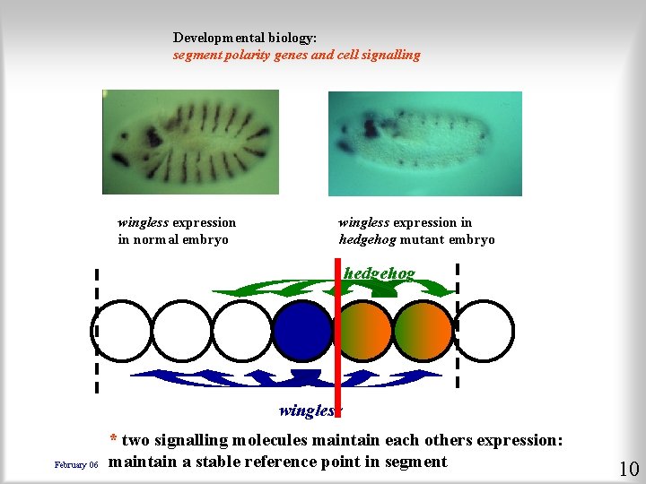 Developmental biology: segment polarity genes and cell signalling wingless expression in normal embryo wingless